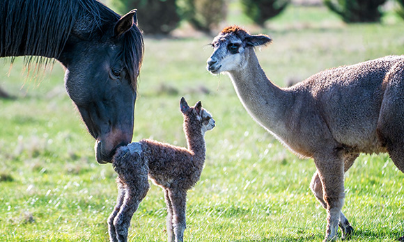 04-alpaca-and-horse.jpg