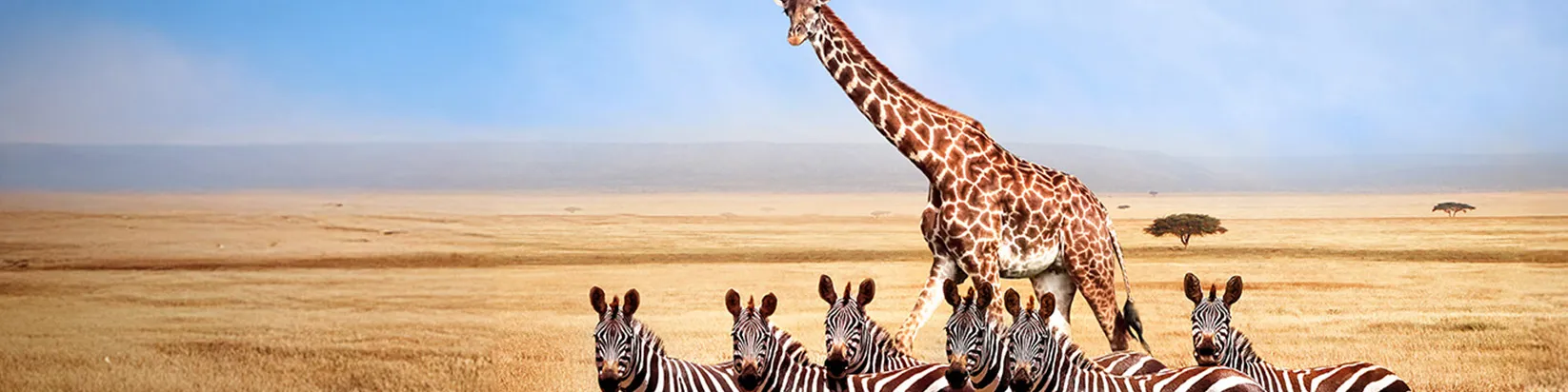 zoo-animals_header-banner.jpg