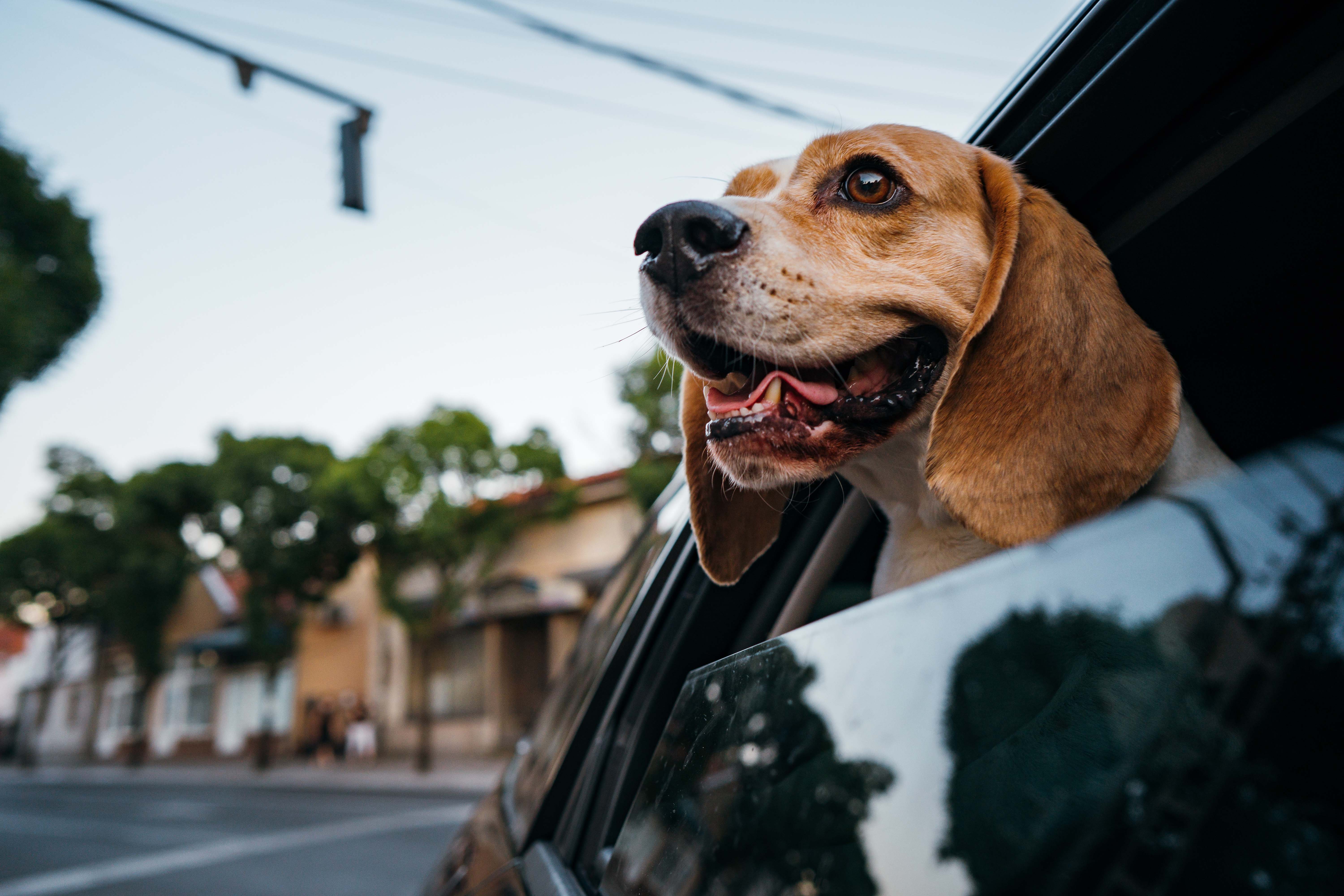 Animals_Dog inside a car_traveling_2023.jpg