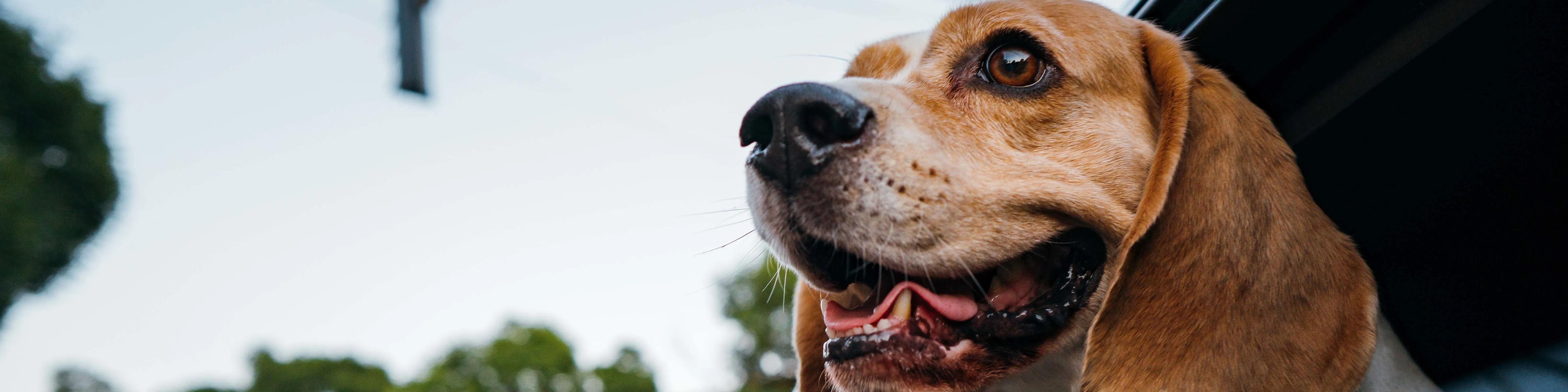 Animals_Dog inside a car_traveling_2023.jpg