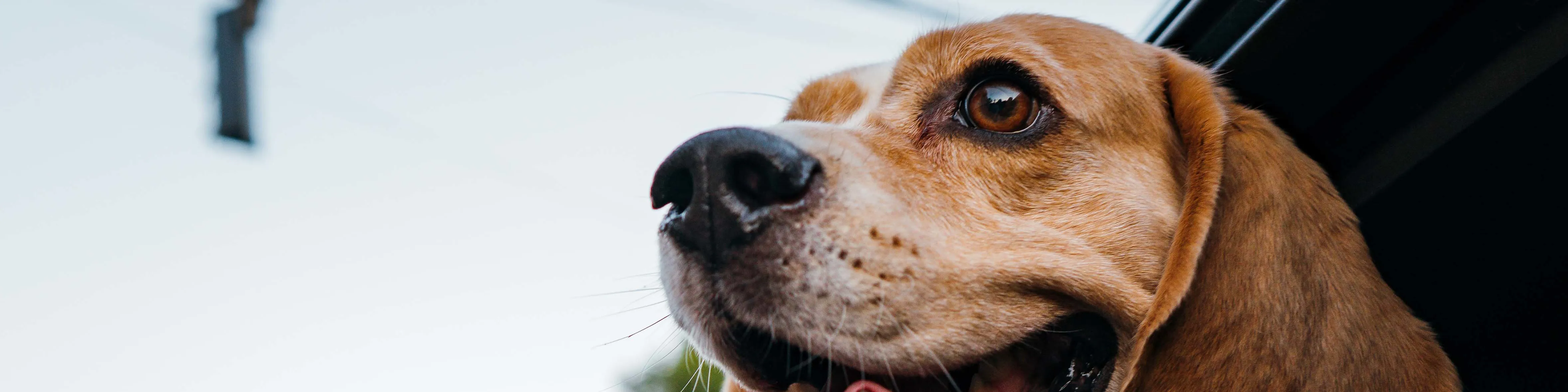Animals_Dog inside a car_traveling_2023.jpg