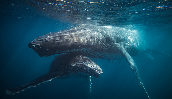 whale_revised.jpg